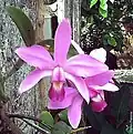 Cattleya violacea