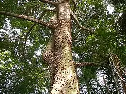Ceiba pentandra