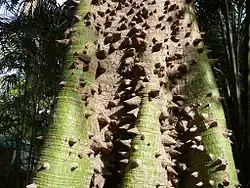 Espinas en un tronco joven de Ceiba pentandra.