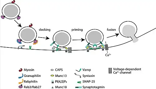 Exocitosis en células Beta pancreáticas Arriba= Proceso de las vesículas (gránulos secretores SG) de insulina. Pasos: docking= acople; printing= cebado; fusion Abajo= moléculas que intervienen en la exocitosis.