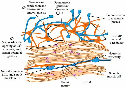 Conexiones de las células de Cajal (ICC) células de Cajal en naranja. Axones de neuronas en azul.