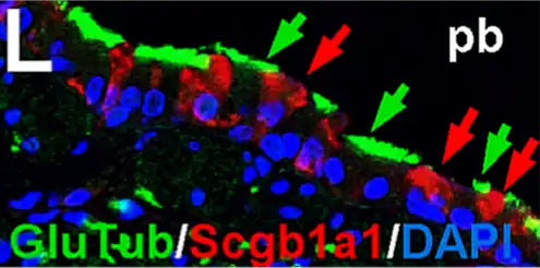 Células de Clara en rojo (flechas rojas). pb=Lumen del bronquiolo, corte longitudinal. Inmunohistoquímica. Microscopía confocal.