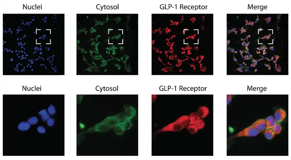Receptores de GLP-1 en rojo, de las células-α.