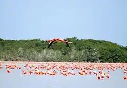 Flamingo de Celestún