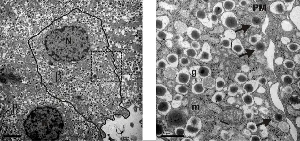 Célula beta β con numerosas vesículas de centro oscuro. N= núcleo. La línea continua marca la membrana plasmática.
