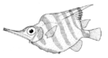 Canario (Centriscops humerosus)