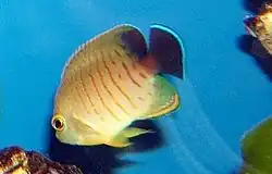 Centropyge eibli posee una librea casi idéntica