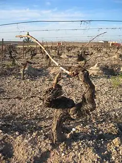 Sarmientos podados en Guyot simple, con una vara y un pulgar.