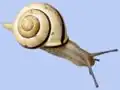Cepaea nemoralis