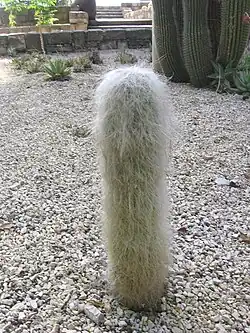 Cabeza de viejo (Cephalocereus senilis).