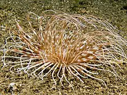 Pachycerianthus maua