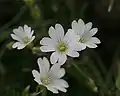 Cerastium arvense