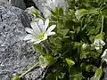 Cerastium latifolium