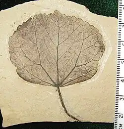 Cercidiphyllum obtritum del Eoceno