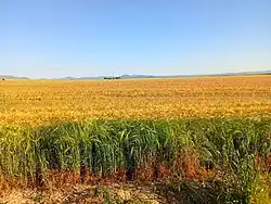 Cultivo de cereal en Abades, sierra de Guadarrama al fondo
