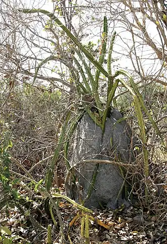 Planta en su hábitat