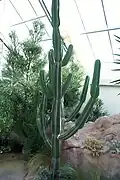 Planta en un jardín botánico de Estados Unidos