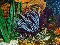 C. membranaceus en el Museo Natural de Karlsruhe, Alemania.