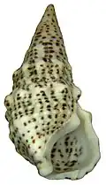 Cerithium litteratum