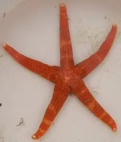 Certonardoa semirregularis.