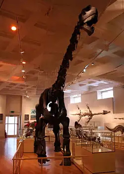 Cetiosaurus