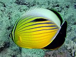 Con la aleta dorsal expandida, en Sharm el Sheik, Egipto.