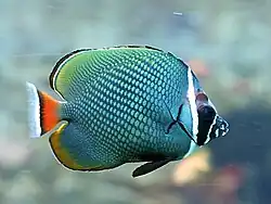 Ejemplar en el Zoo Aquarium de Madrid, España