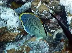 En Landaagiraavaru, atolón Baa