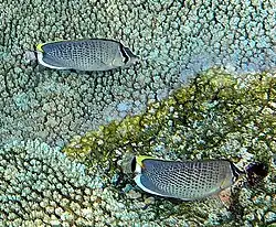 Entre colonias de Acropora, Maldivas