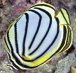 Chaetodon meyeri