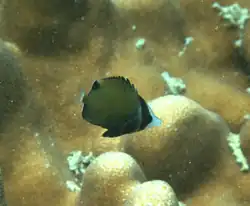 Chaetodon nigropunctatus