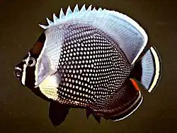 Chaetodon reticulatus