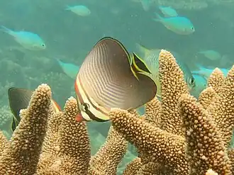 Chaetodon triangulum