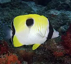Chaetodon unimaculatus