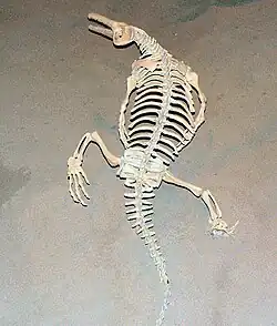 Esqueleto de un Champsosaurus vista trasera.