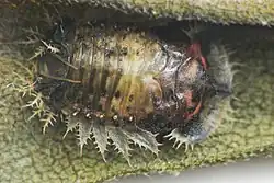 Pupa de Charidotella sexpunctata (Coleoptera).