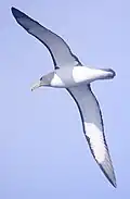 Un albatros de Chatam volando en Tasmania.
