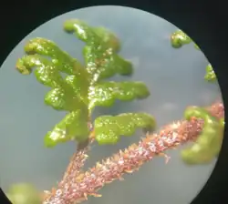 Pinna (vista adaxial)