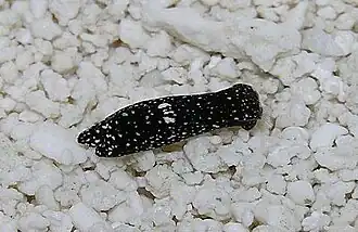 Chelidonura berolina