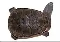 Chelodina oblonga top view