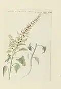 Ilustración de la especie (bajo el sinónimo Chenopodium foliosum The Gordon African Collection Plants, Robert Jacob Gordon, 1778.