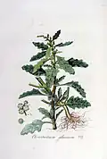 Ilustración de la especie (bajo su basónimo Chenopodium glaucum) en Flora Batava of Afbeelding en Beschrijving van Nederlandsche Gewassen, Jan Kops y Herman Christiaan van Hall, Vol. 5, 1828.