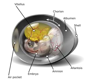 Diagrama de un embrión de gallina en su noveno día, dentro del recipiente orgánico conocido como huevo.