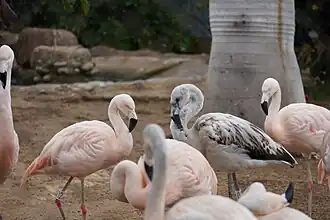 Flamencos de varias edades en el Parque de las Leyendas