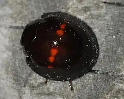 Adulto de Chilocorus bipustulatus en vista dorsal.