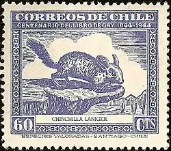 Chinchilla dibujada por Claudio Gay (1948).