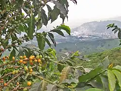 Plantación de café en chinchiná