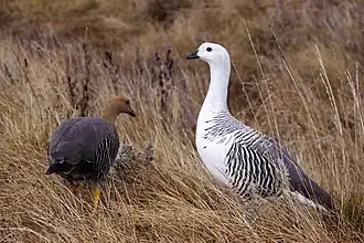 Macho y hembra de cauquenes (Cloephaga picta)
