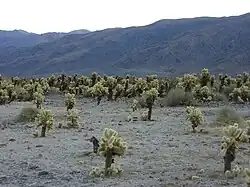 Un campo de cactos "cholla".