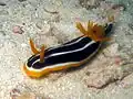 Chromodoris africana
